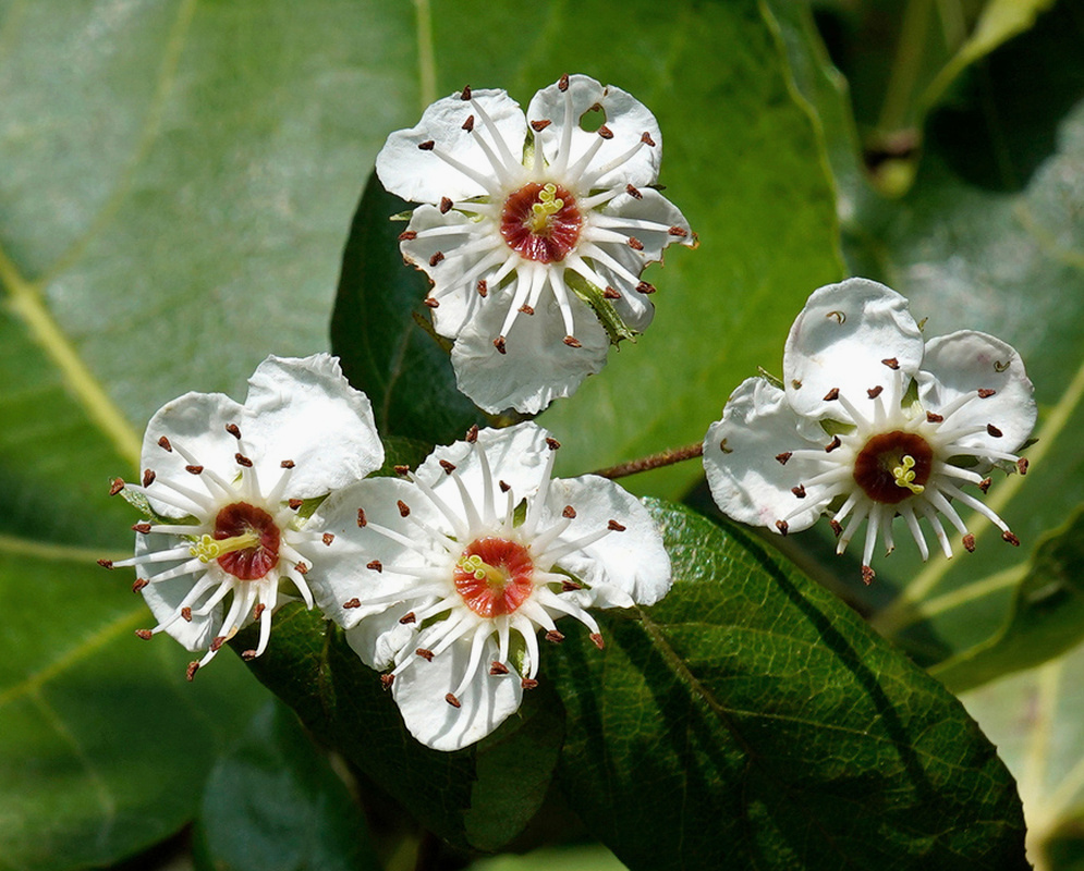 White Malus sylvestris flowers surround reddish centres and long pale stamens beside green leaves
