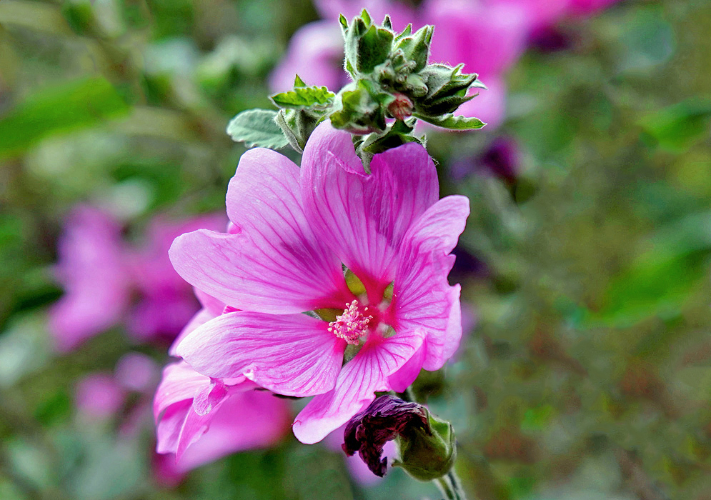 A Malva arborea flower with different shades of pink 
