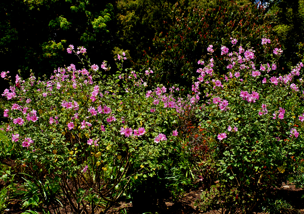 Two pink blooming Malva arborea bushes under sunlight