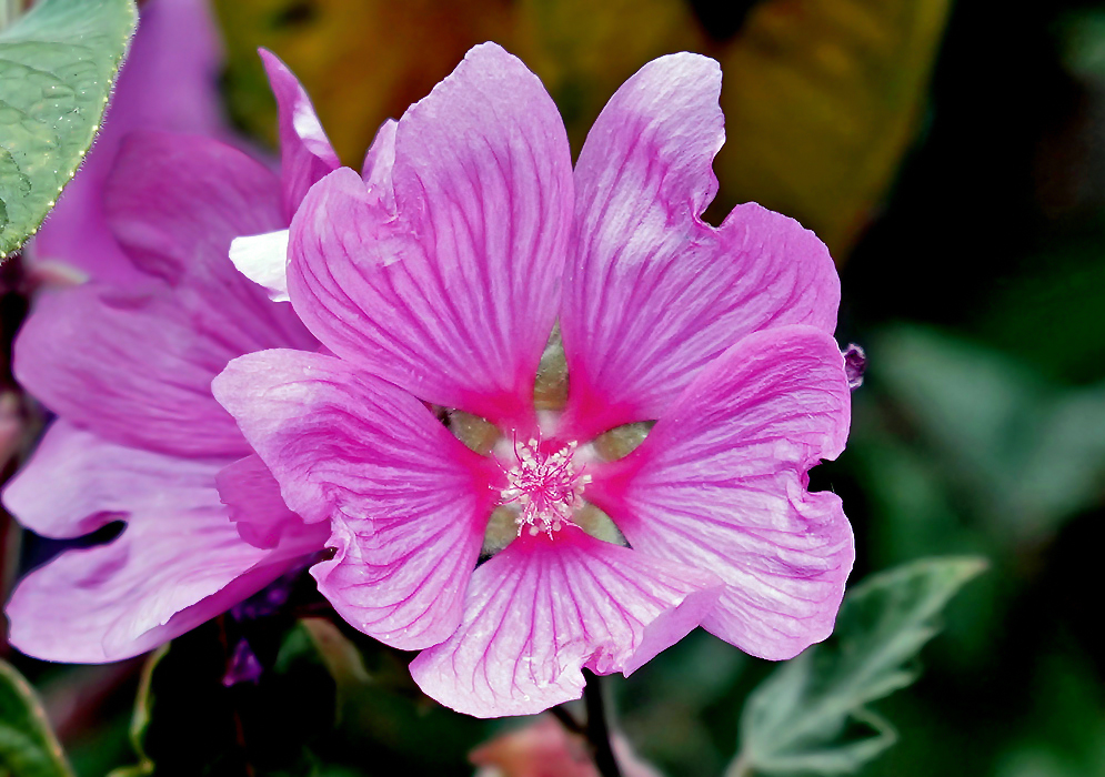 A Malva arborea flower with different shades of pink and white anthers