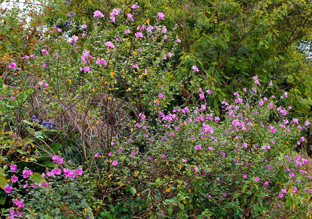 Tall Malva arborea pink flowering shrubs