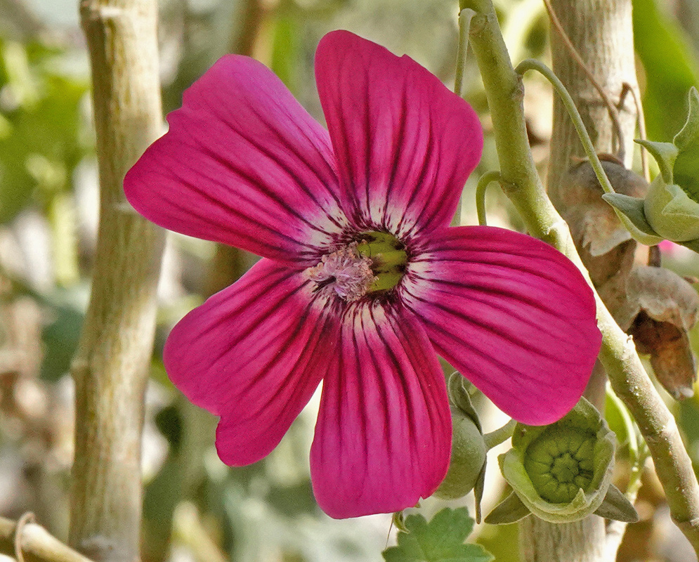 A vivid pink Malva assurgentiflora flower spreads five broad petals marked with dark veins