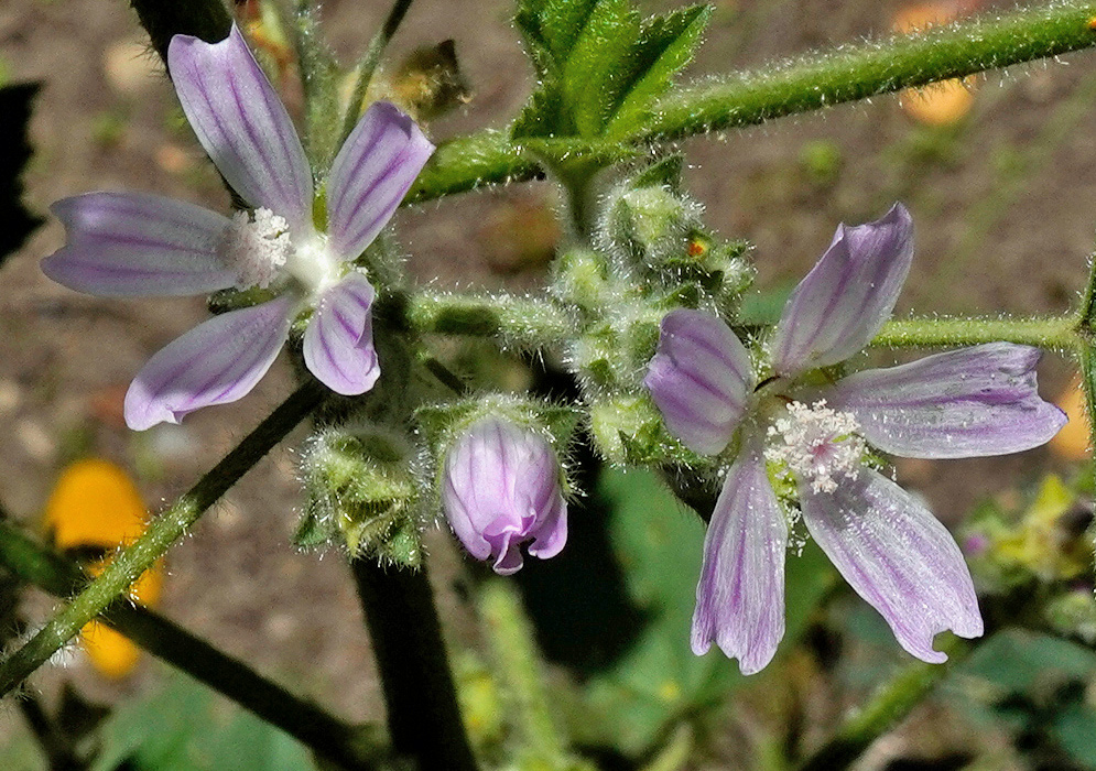 Pale lavender Malva neglecta flowers have deeply notched petals around hairy white centres