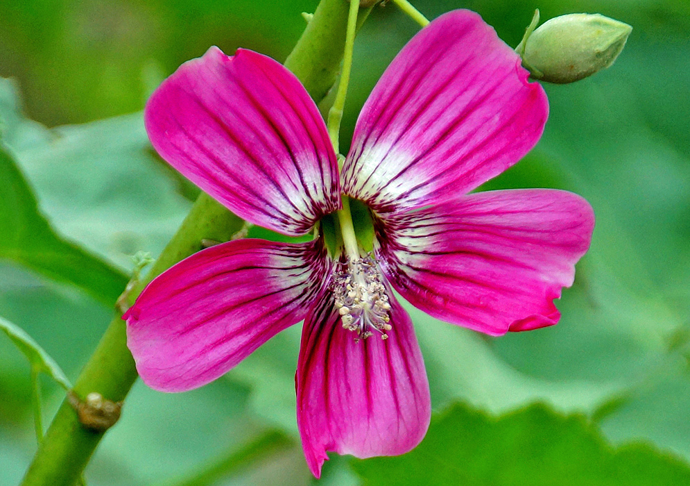 A dark rose pink Malva sylvestris flower with white markings near the throat