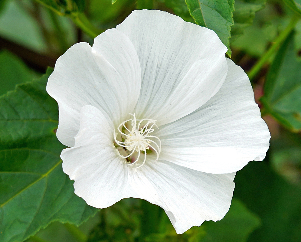An all white Malva thuringiaca flower