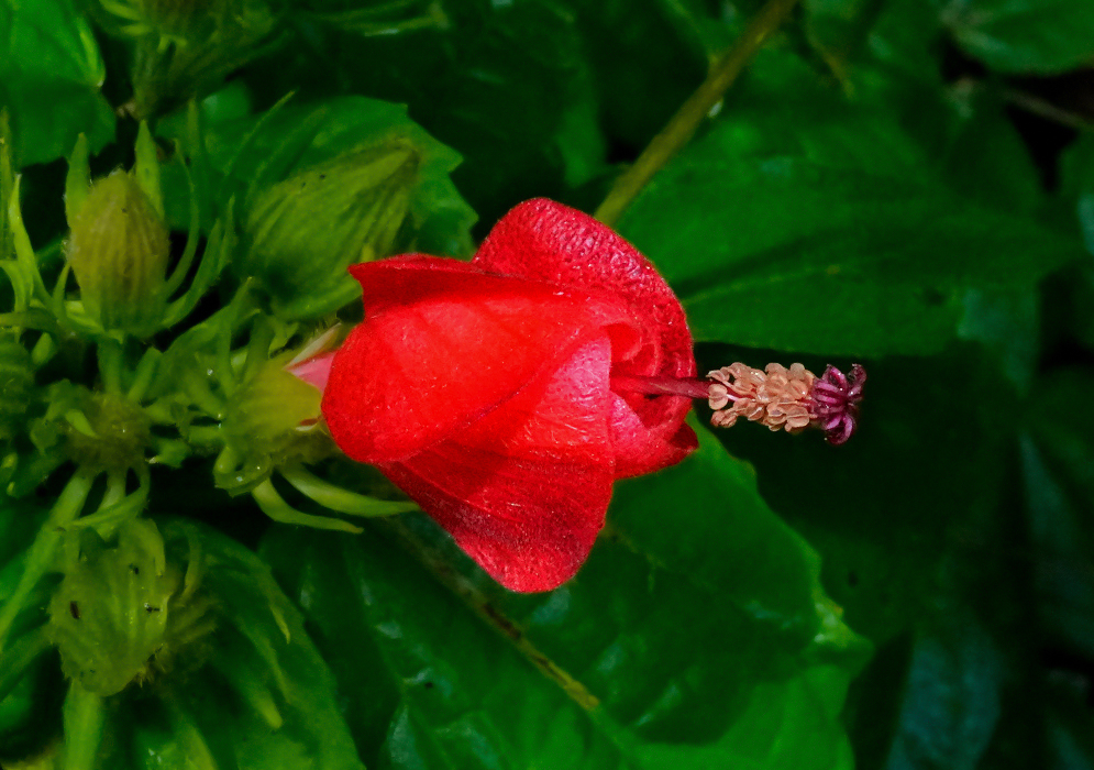 An erect red malvaviscus arboreus flower with dark red pistil and purple stamens in sunlight