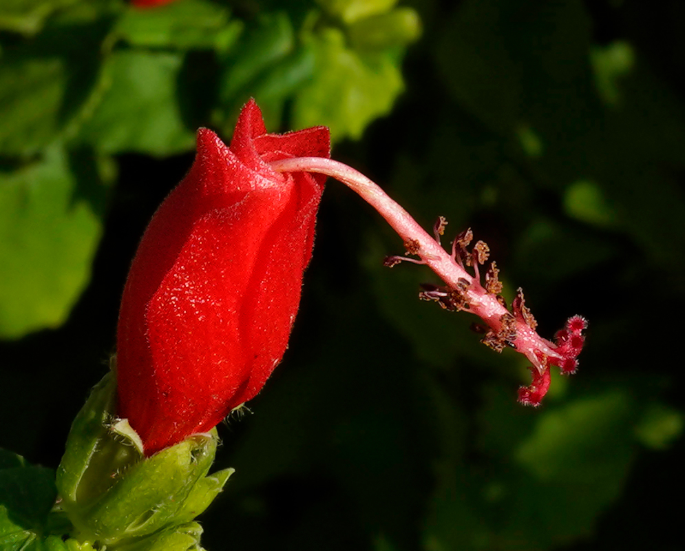 Malvaviscus arboreus red flower in dabbled sunlight