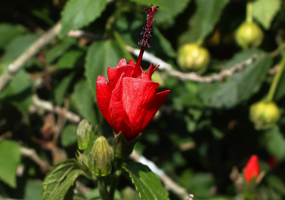 Red malvaviscus arboreus flower with dark red pistil and purple stamens in sunlight
