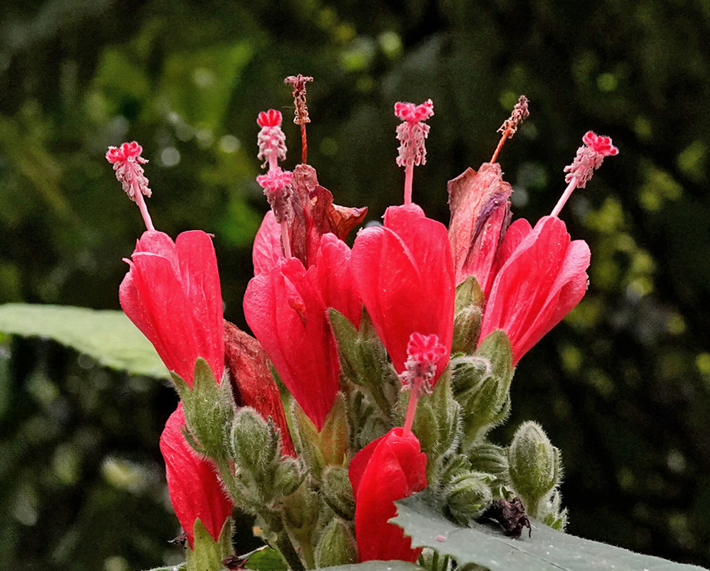 Bright red Malvaviscus flowers hold rolled petals below long projecting pink staminal columns