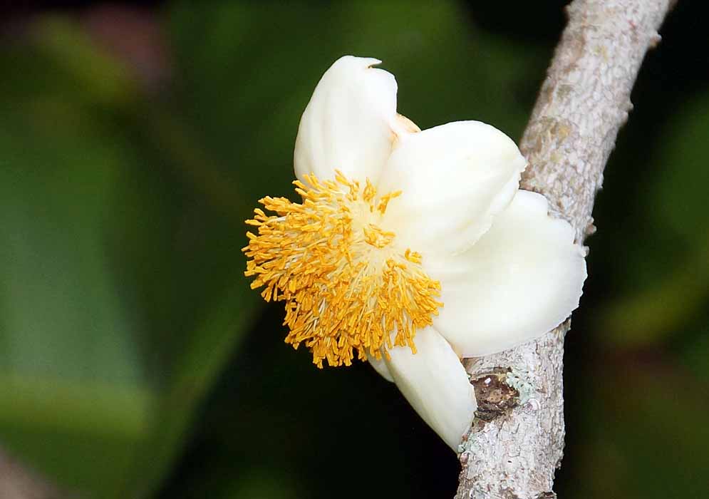 A white Mammea americana  flower with yellow stamens