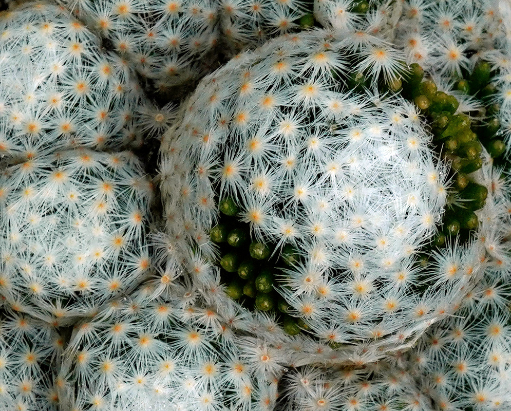 Rounded Mammillaria humboldtii stems are covered with dense white star-shaped clusters of fine spines