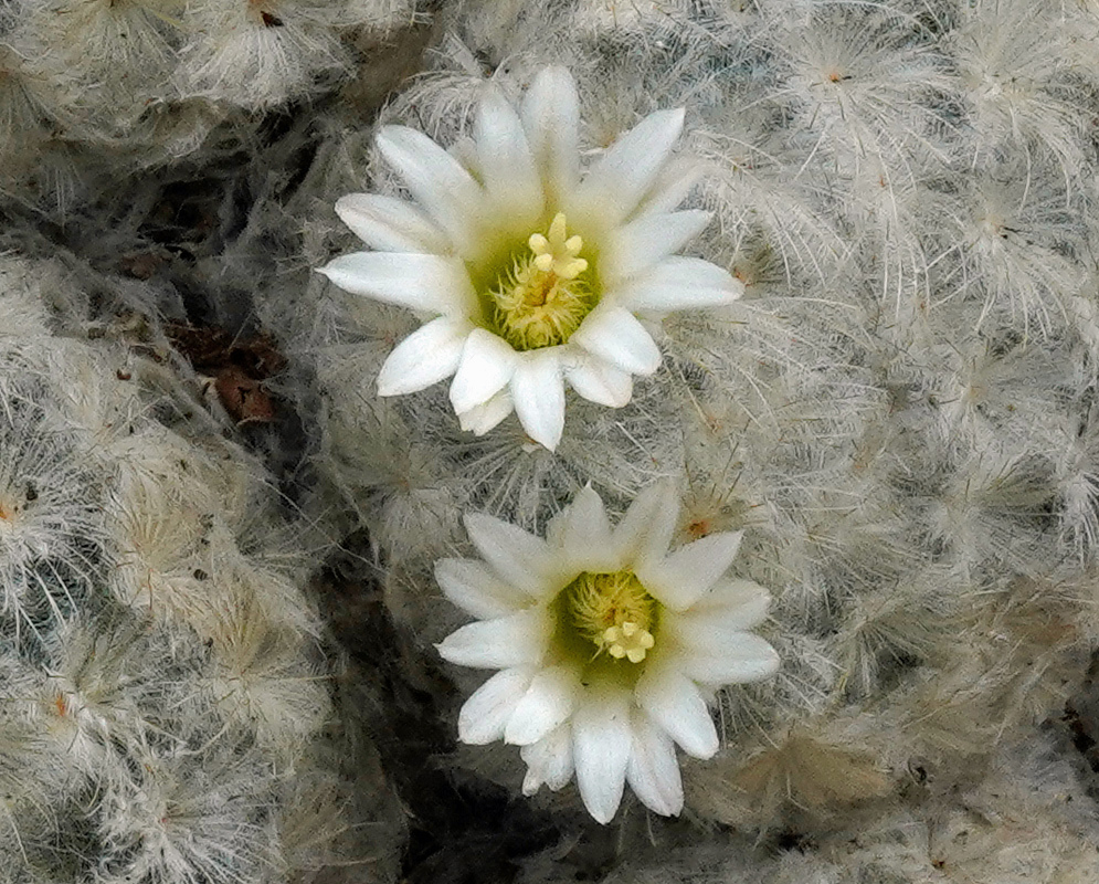 Two creamy white Mammillaria plumosa flowers with yellow centres open through dense feathery white spines