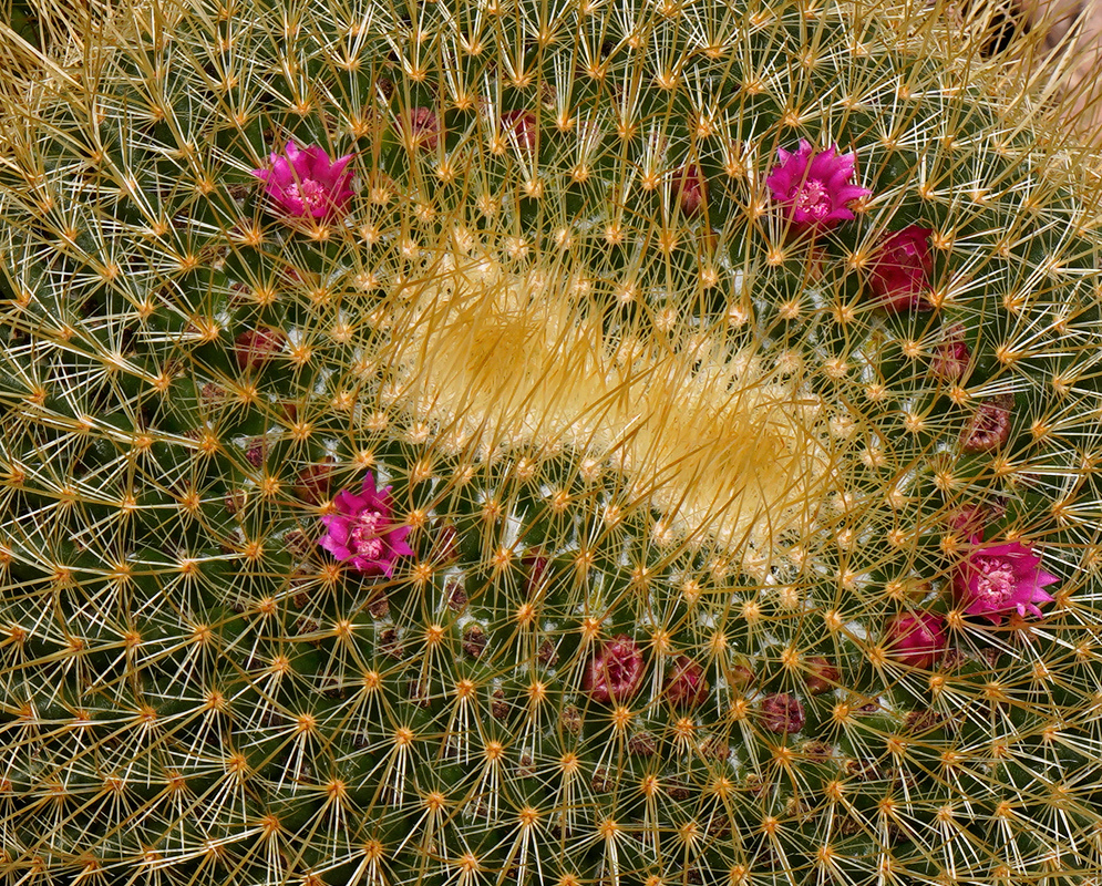 Small deep pink Mammillaria pringlei flowers form a ring among dense golden yellow spines