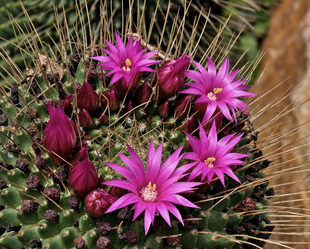 Bright pink Mammillaria spinosissima flowers with yellow centres open beside red buds among long slender spines