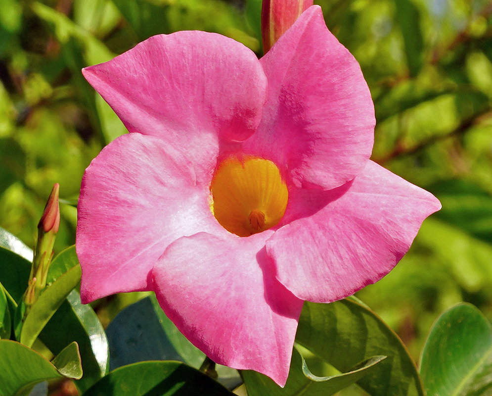 Mandevilla boliviensis pink flower with a yellow throat