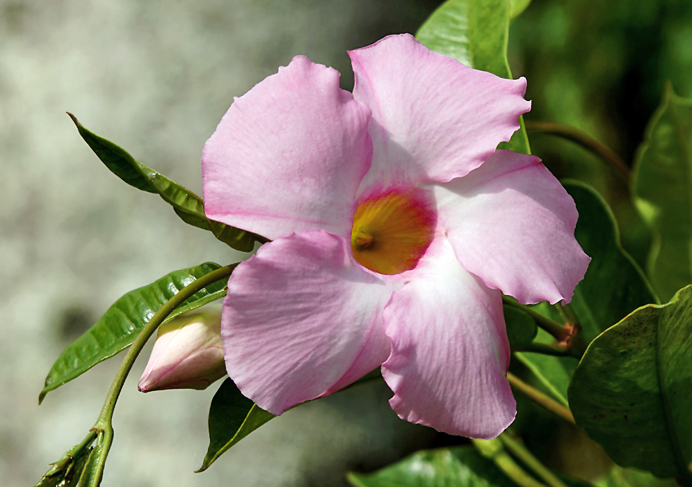 Mandevilla boliviensis light pink flower with a yellow throat