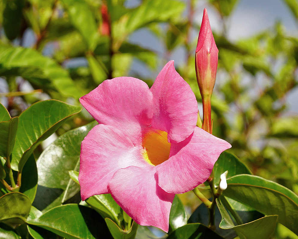 Mandevilla boliviensis pink flower and flower bud in sunlight