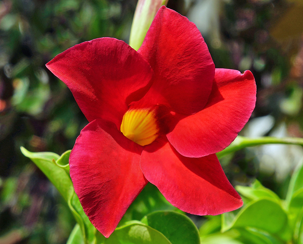 Mandevilla boliviensis red flower with a yellow throat in sunlight