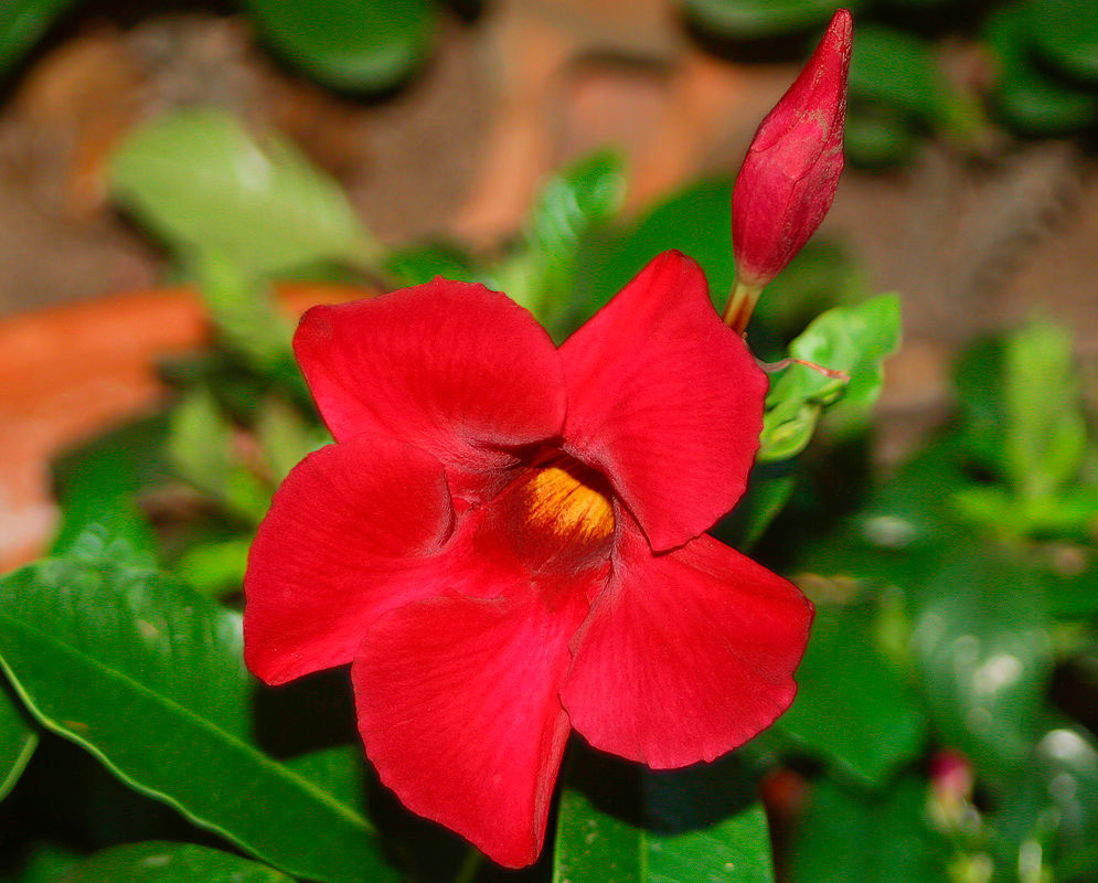 A red Mandevilla boliviensis flower with a yellow throat