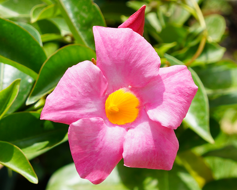 Mandevilla boliviensis pink flower with a yellow throat in sunlight