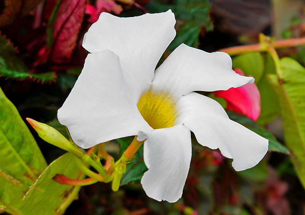Two white Mandevilla boliviensis flowers with yellow throats