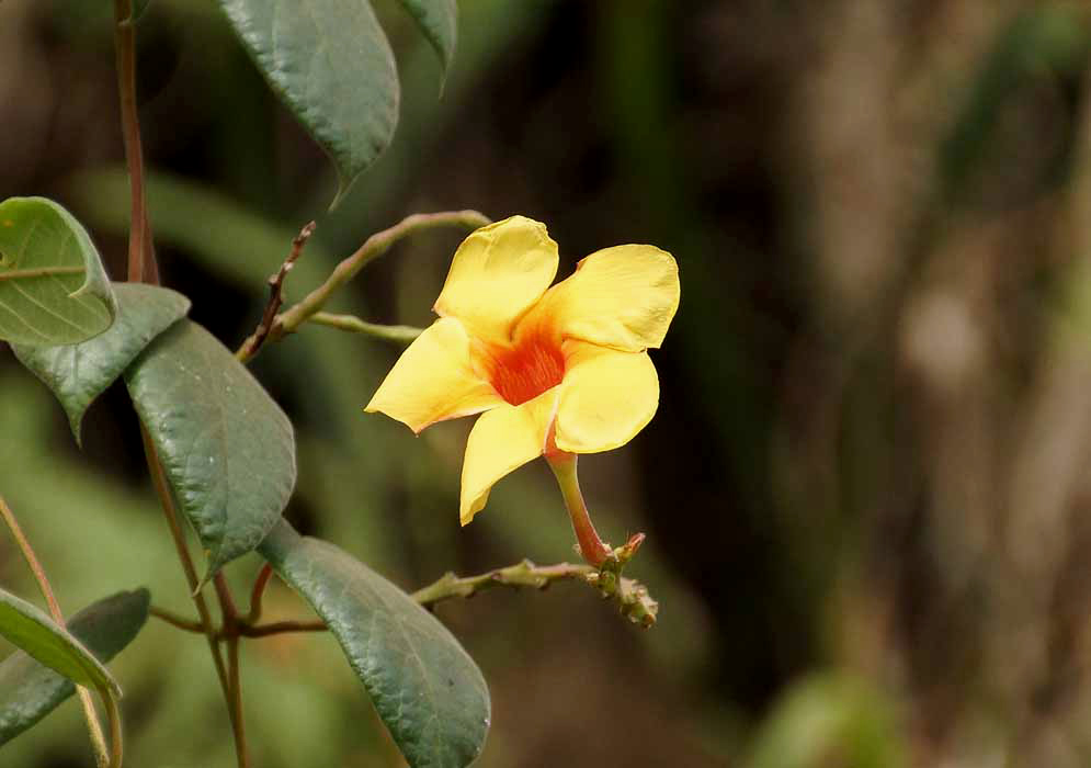 A yellow Mandevilla scabra flower with an orange throat in the sunlight