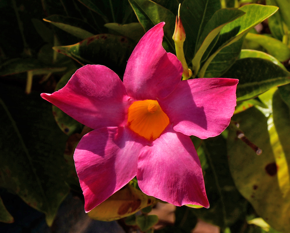 Mandevilla sanderi Dark Pink A bold dark pink Mandevilla sanderi flower with a bright yellow throat, illuminated by sunlight and surrounded by leathery green leaves