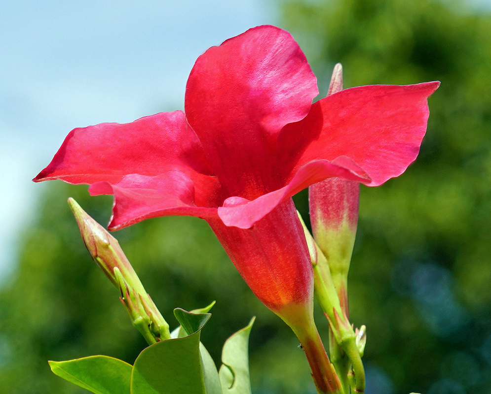 Mandevilla sanderi Flower Mandevilla sanderi flower upright to the sky