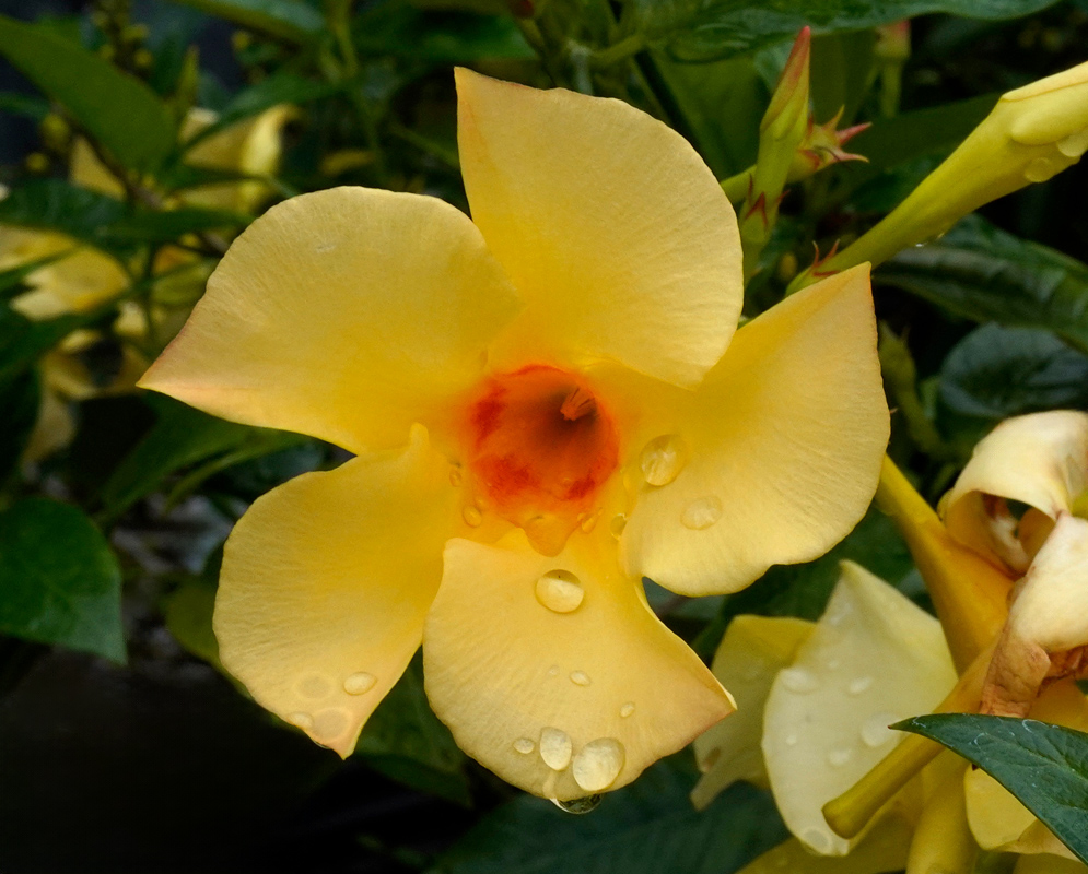 Mandevilla sanderi Hybrid Yellow A vibrant yellow Mandevilla sanderi flower with orange center and raindrops on its petals, surrounded by glossy green leaves
