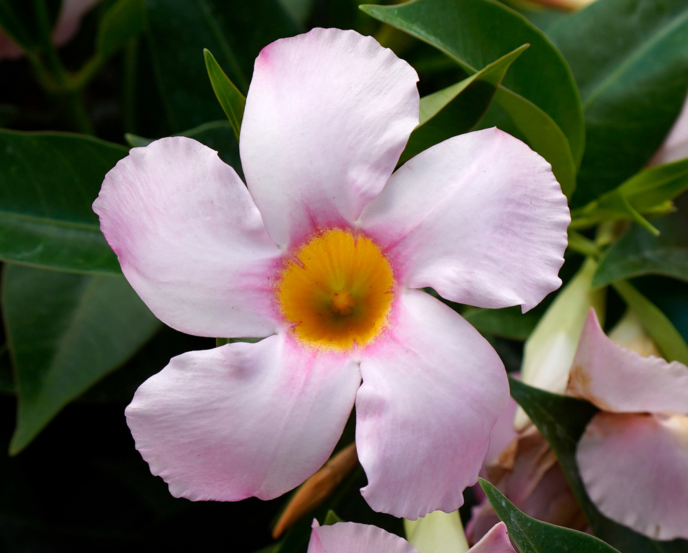 Mandevilla sanderi Light Pink A delicate light pink Mandevilla sanderi flower with a bright yellow throat and soft gradient petals, set against dark green leaves