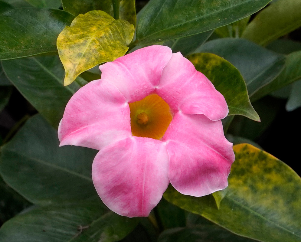 Mandevilla sanderi Pink Flower A soft pink Mandevilla sanderi flower with rounded petals and a golden yellow center, framed by lush foliage