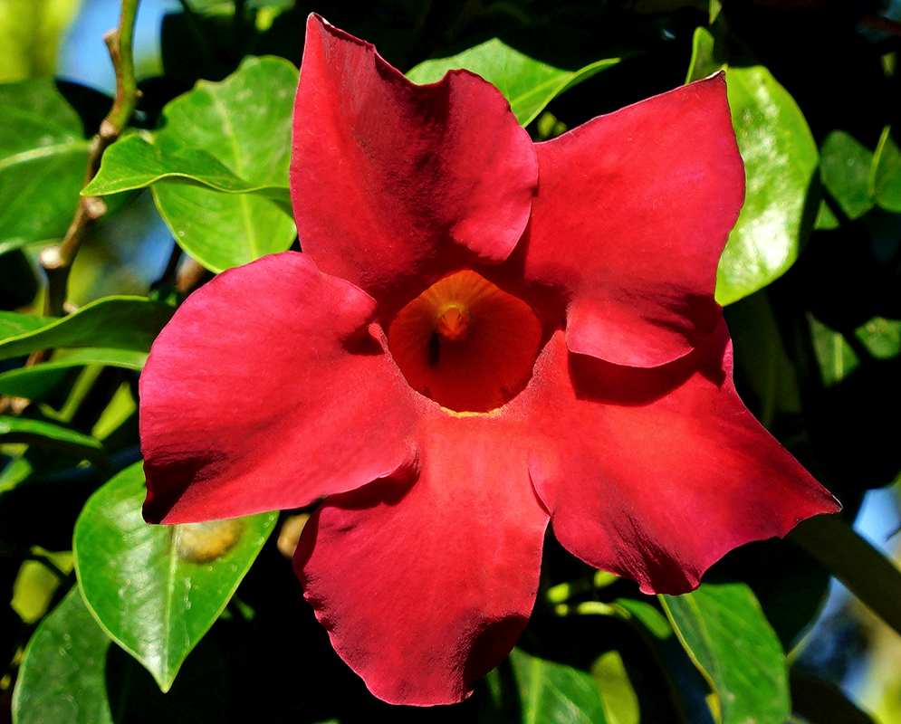 Bright red Mandevilla sanderi flower in sunlight