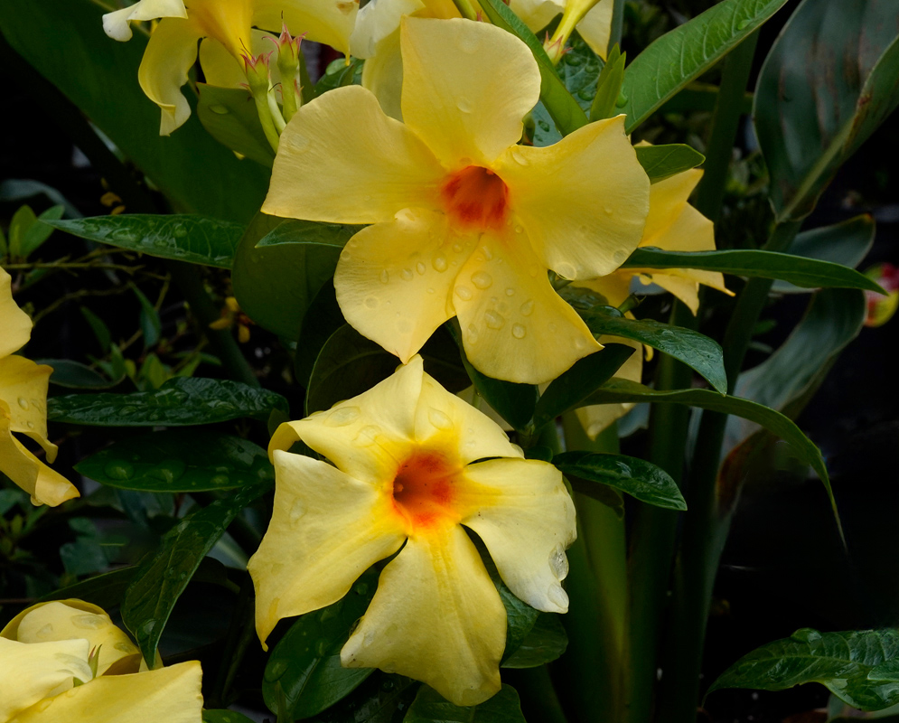 Mandevilla sanderi Yellow Bloom Two yellow Mandevilla sanderi flowers with reddish-orange throats and water droplets, blooming among dense green foliage