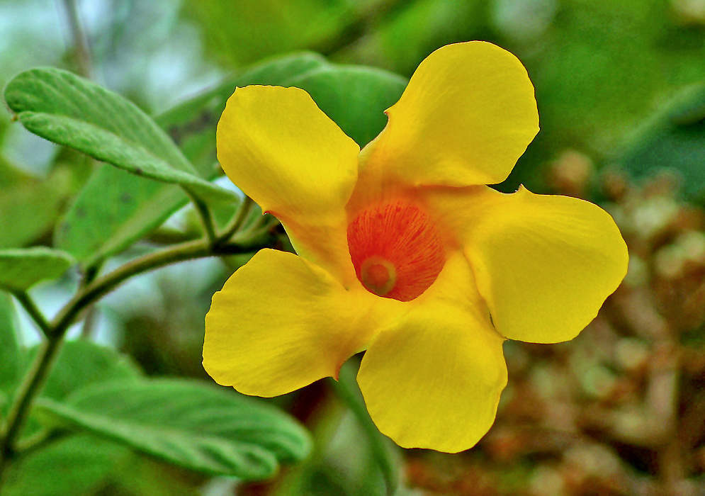 A yellow Mandevilla scabra flower with an orange throat
