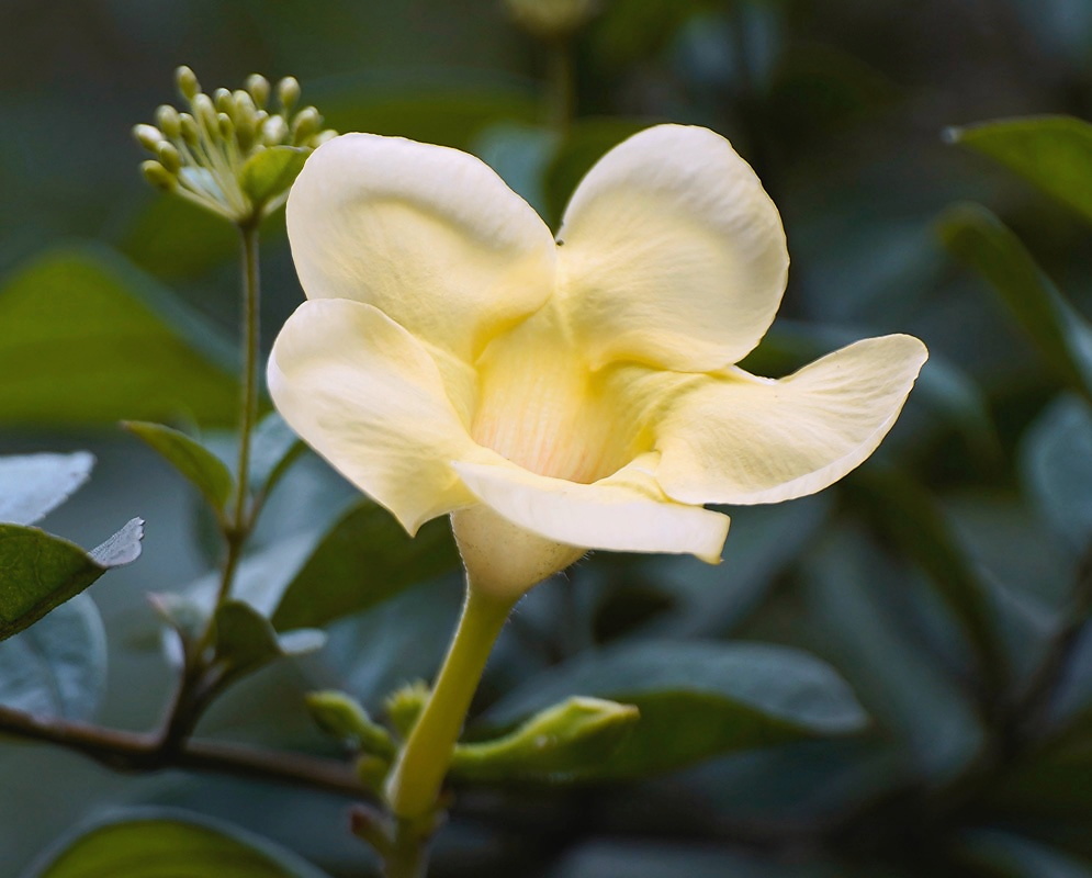 Mandevilla speciosa cream flower