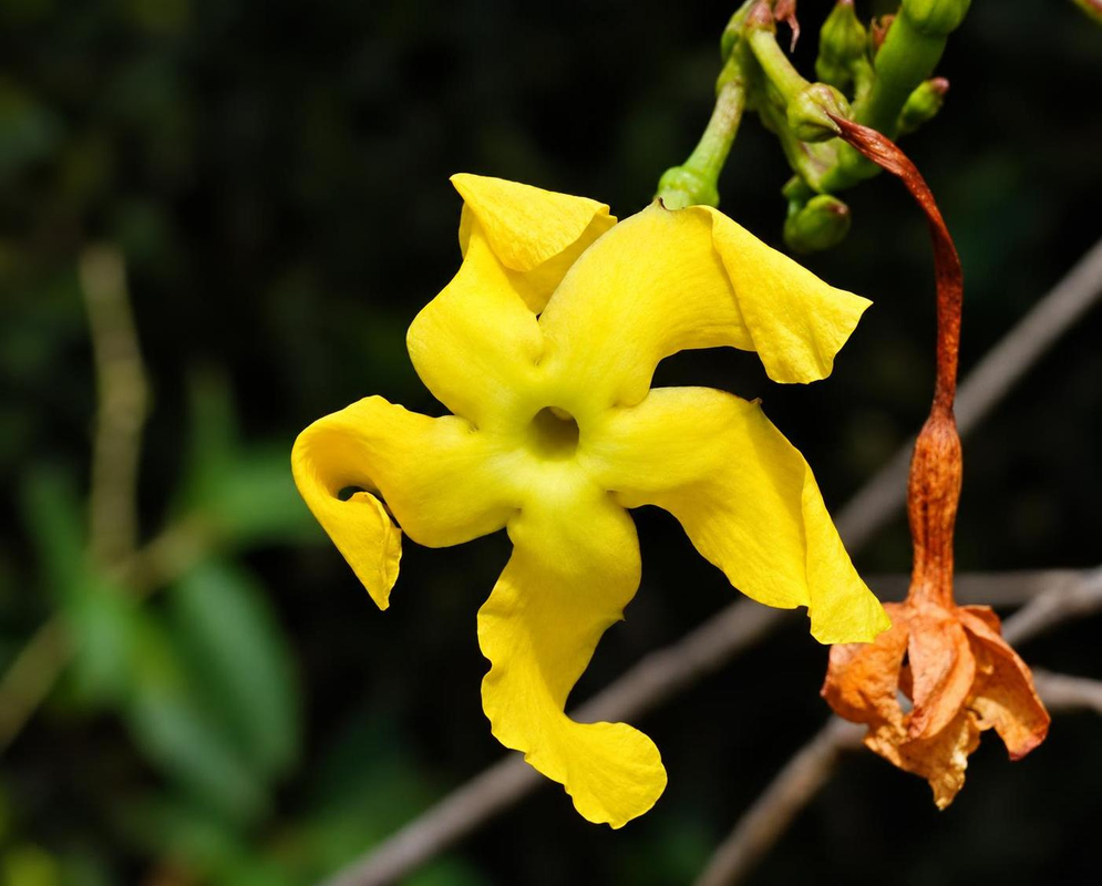 A Mandevilla subsagittata flower has five bright yellow lobes around a narrow throat
