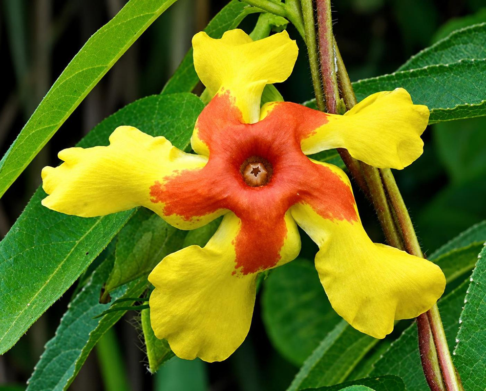 A Mandevilla villosa flower has yellow lobes surrounding a deep orange center