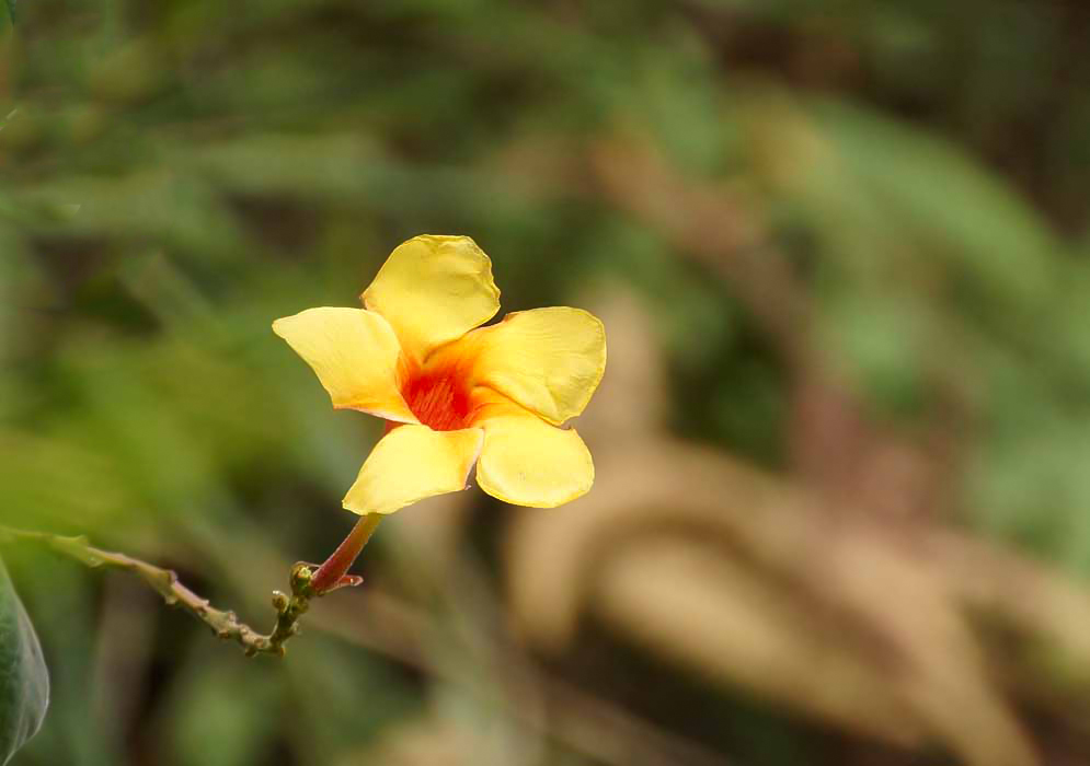 A yellow Mandevilla scabra flower with an orange throat in the sunlight
