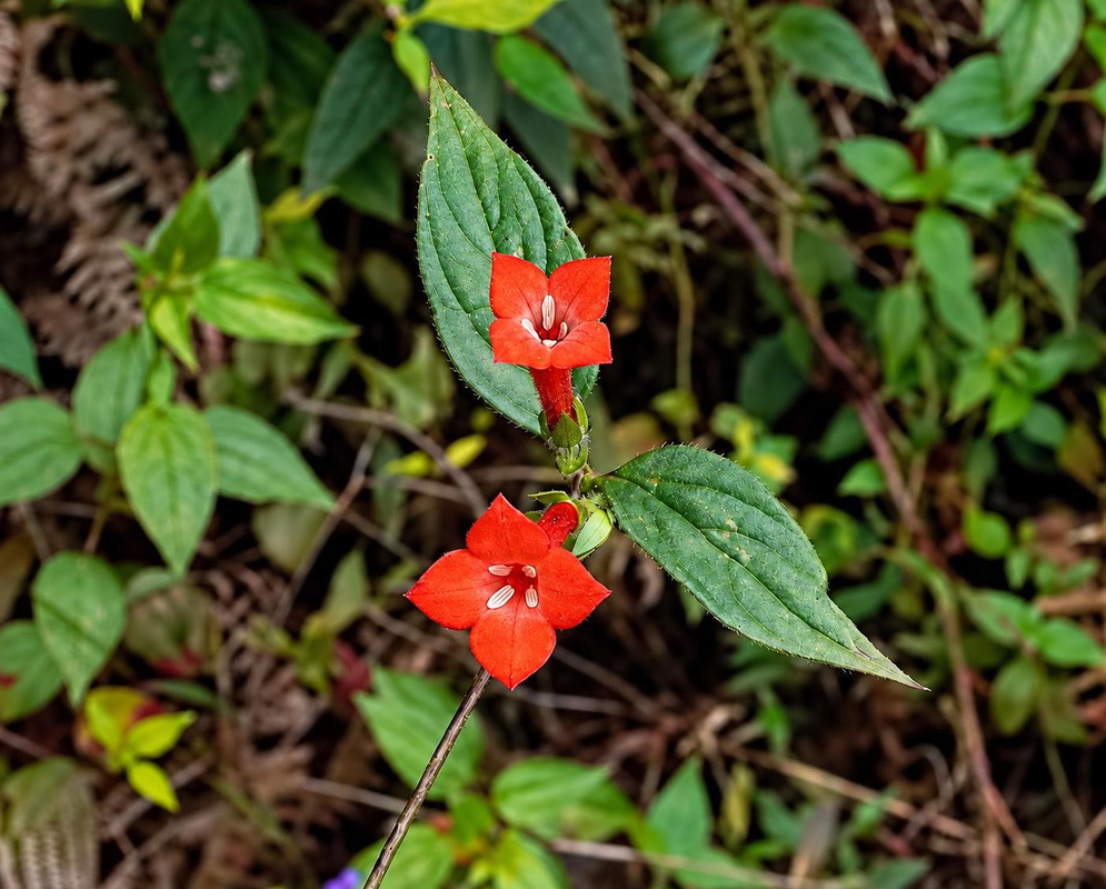 Small scarlet Manettia calycosa flowers open beside pointed green leaves on slender climbing stems