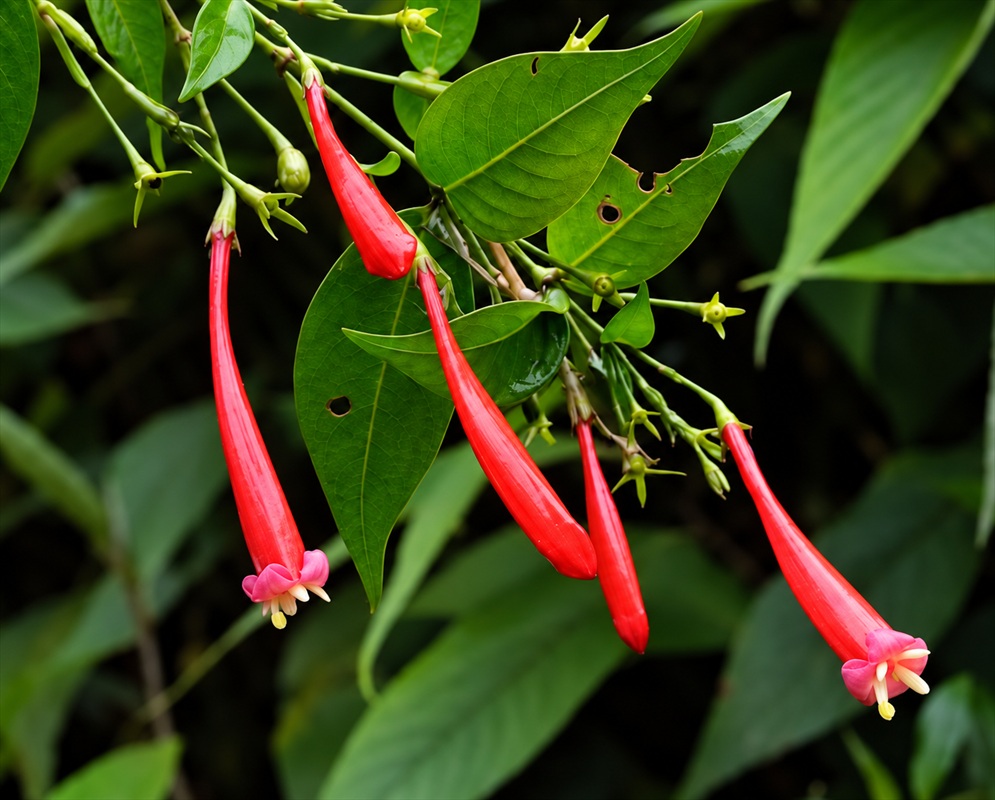 Long red Manettia cordifolia flowers hang from slender stems and end in small pale spreading lobes