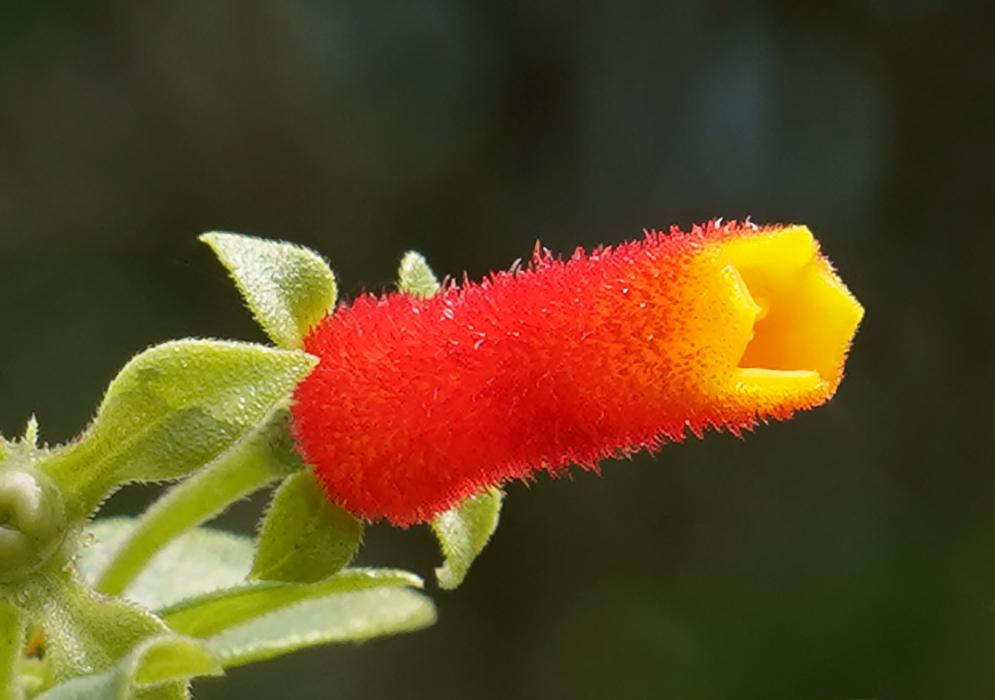 A hairy red Manettia luteorubra flower with yellow petals and throat