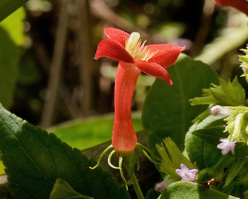 A red-orange Manettia reclinata flower has a long tube and four spreading lobes around pale stamens