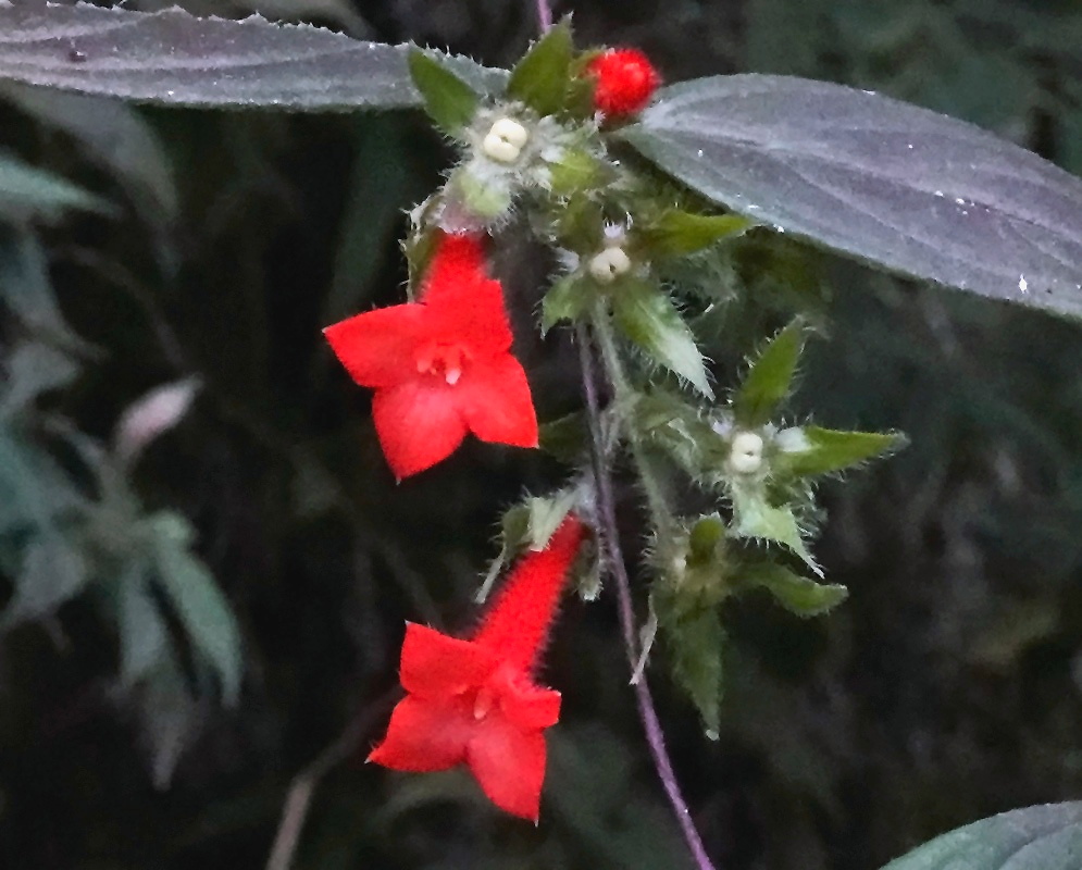 Manettia sanctae-martae red flowers
