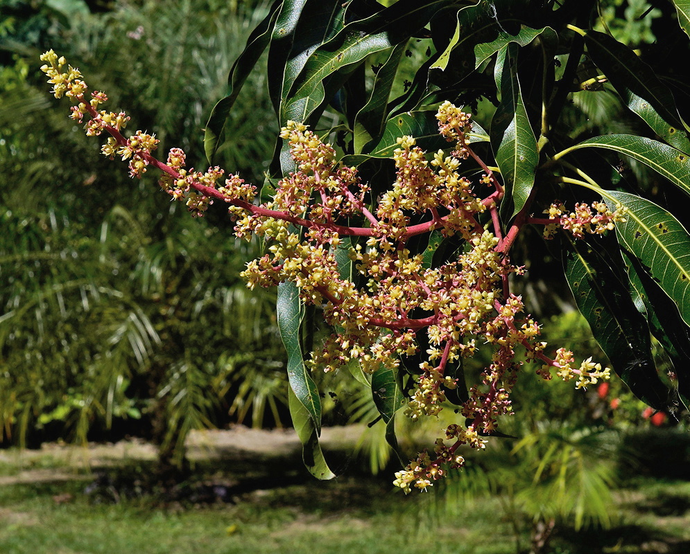 Mangifera indica Inflorescence A large red-pink flowering panicle of Mangifera indica with numerous tiny yellowish blossoms emerging among dark green leathery leaves in a tropical garden