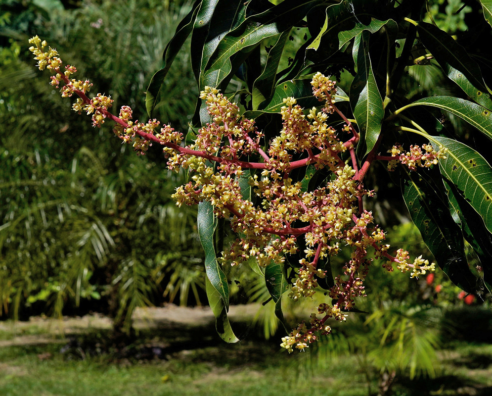 Mangifera indica Inflorescence A large red-pink flowering panicle of Mangifera indica with numerous tiny yellowish blossoms emerging among dark green leathery leaves in a tropical garden