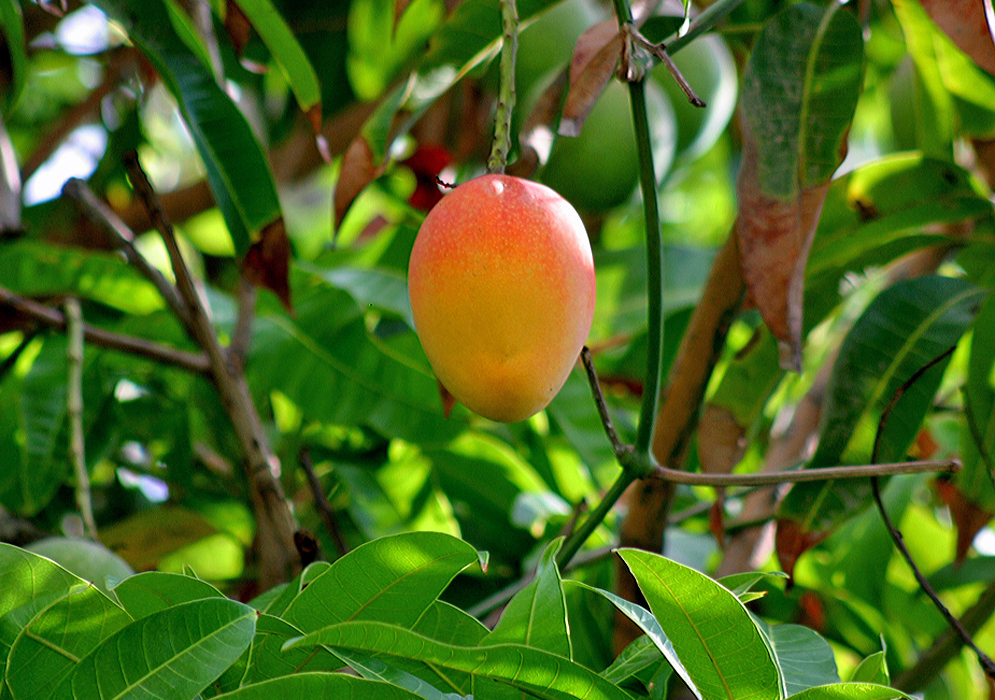 One orange and yellow mango hanging from the tree