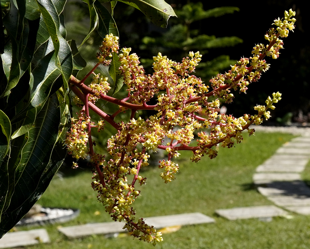 A rusty-red Mangifera indica inflorescent with small green mangoes under blue sky