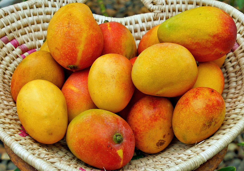 A basket of Mangoes in different shades of red and yellow