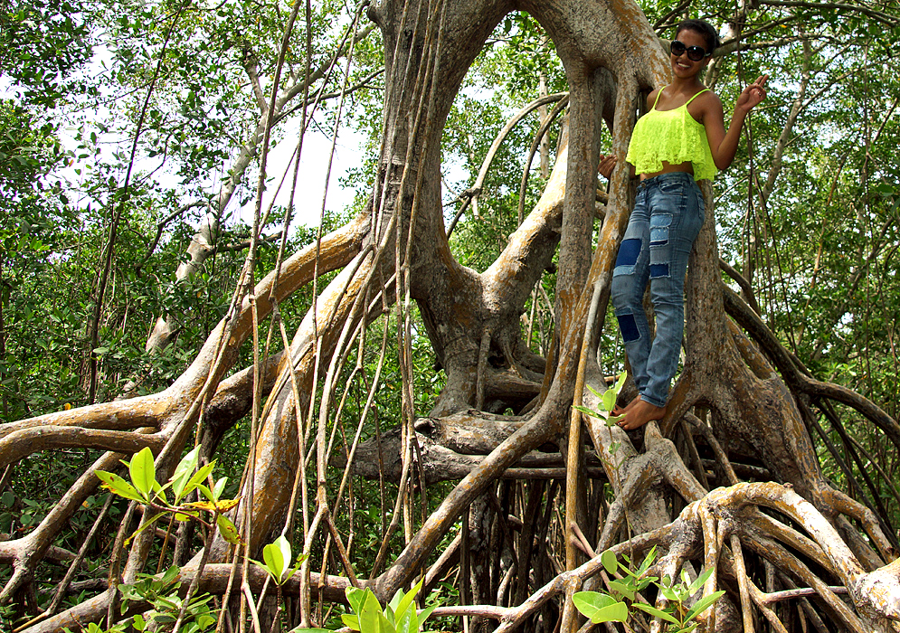 A Colombian woman on top of mangrove tree