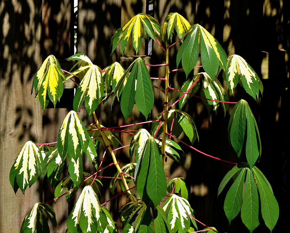Cream and green Manihot esculenta Variegata leaves divide into long narrow lobes on reddish stalks